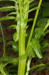 Garden yellowrocket